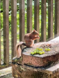 Wildlife
