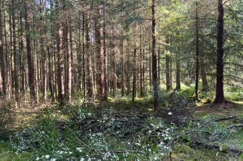 Forrest