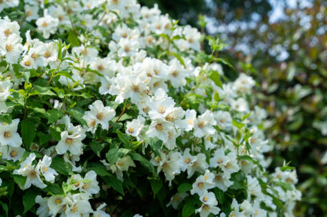 27_rear_garden_2
