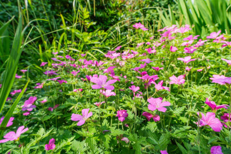 35_rear_garden_11