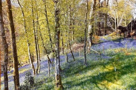 Neighbouring Woodland