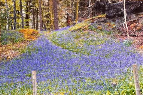 Adjoining Woodland in Spring