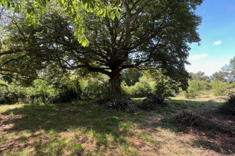 Meadow1