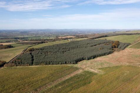 Forestry and Willow