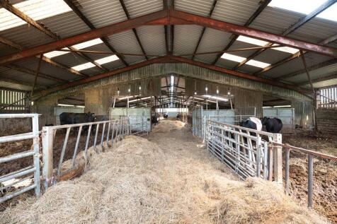 Cattle Court