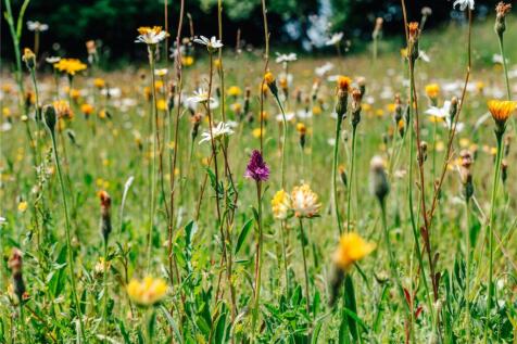 Wild Flowers