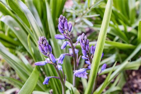 Spring Bulbs