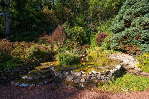 Lily Pond