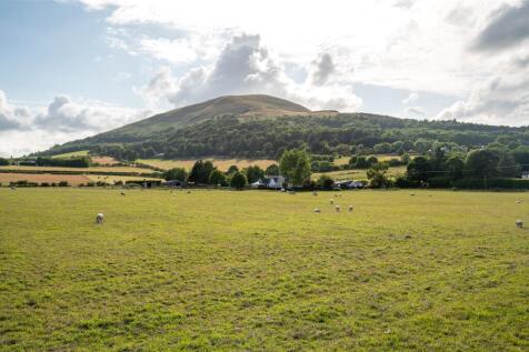 Grass Paddock