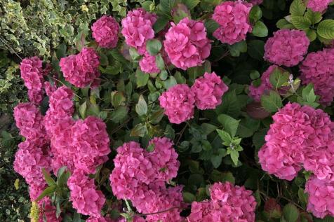BE hydrangea.JPG