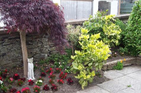 1 Caradog Red Tree 1.JPG