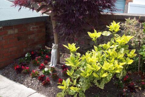 1 Caradog Shrubs &amp; Flowers 2.JPG