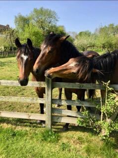 Horses in the paddock in summer