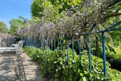 Wisteria on patio