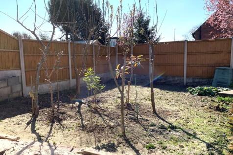 birch10