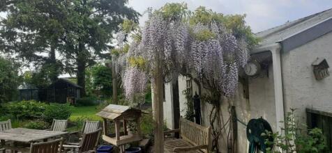 2024 Wysteria at its best..jpeg
