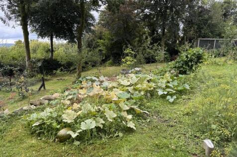 Vegetable Garden
