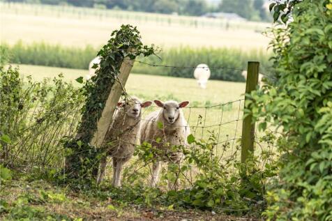 Sheep In Paddock