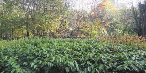 Gardens