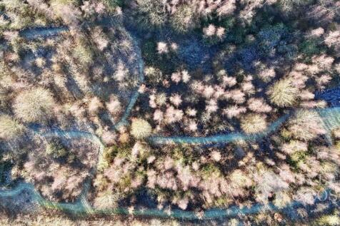 Woodland with tracks