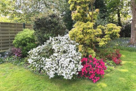 Shrubs
