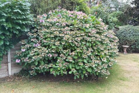 Bush