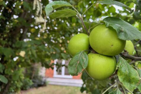 Apple Tree