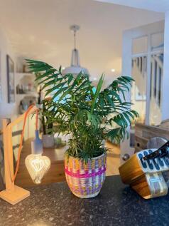 Plant