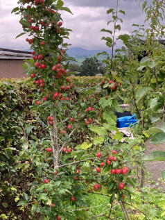 Property Image 32