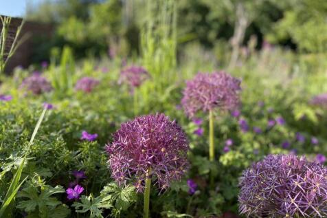 Wild flower meadow
