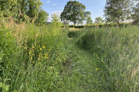 Wild flower meadow