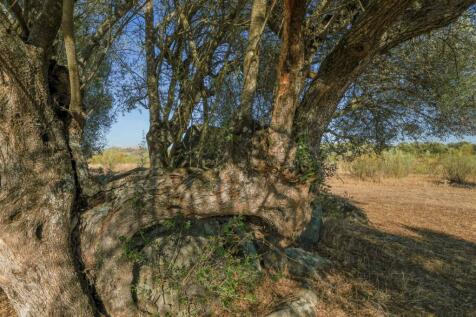 2 Plots, Barrocal, Monsaraz, Évora, Alentejo