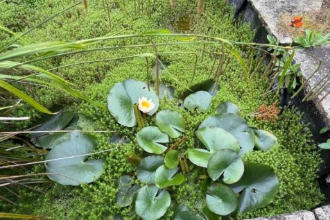 pond