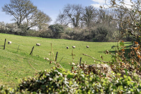 Sheep In Fields