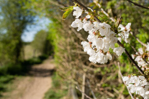 Surrounding Woodlands