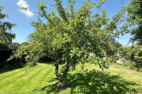 Apple Tree