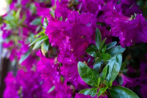DSC_8752.jpg