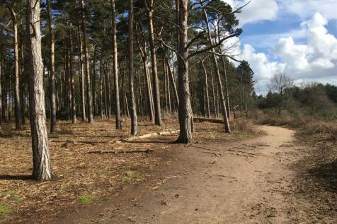 Chicksands Woods