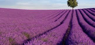 Hitchin Lavendar.png