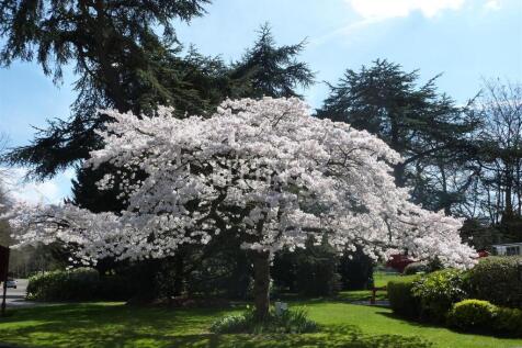 Cherry Tree