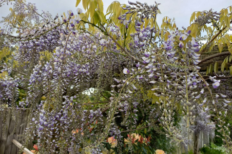 Vendor Garden Photo - Copy.png