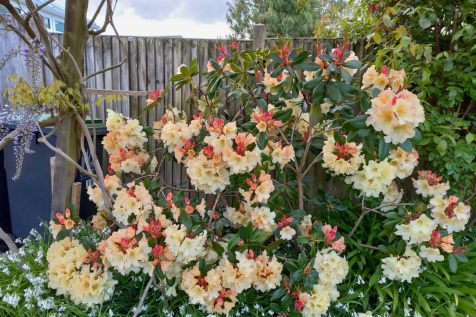 Vendor Garden Photo 2.png