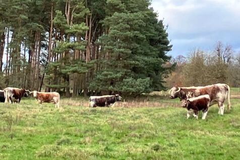 Longhorn cattle