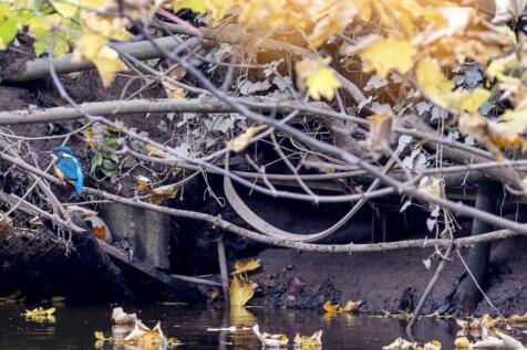 37 Boroughgate Wildlife Kingfisher.jpeg