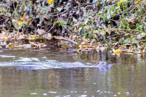 37 Boroughgate Wildlife Otter.jpeg