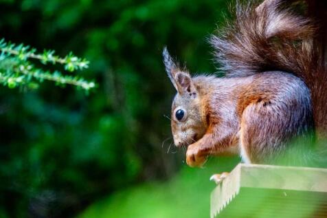 37 Boroughgate Wildlife Red Squirrel.jpeg