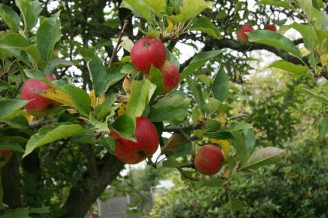Russet Apples 