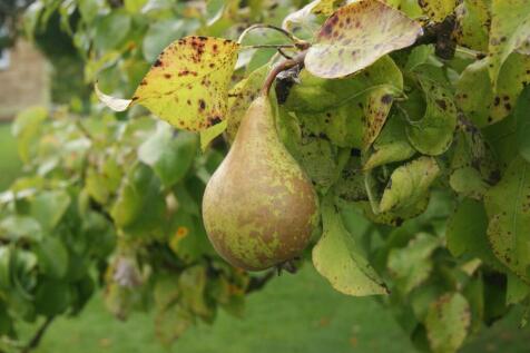 Conference Pears