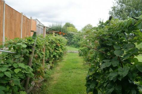 Berry Fruit Garden