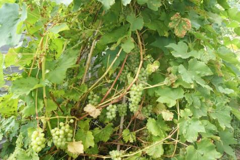 Grape Vine